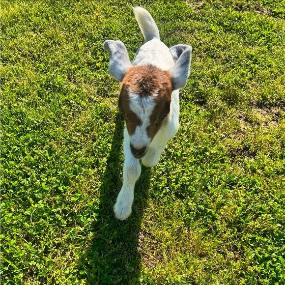 GOAT! 💕🐐 - Picture 4 of 12